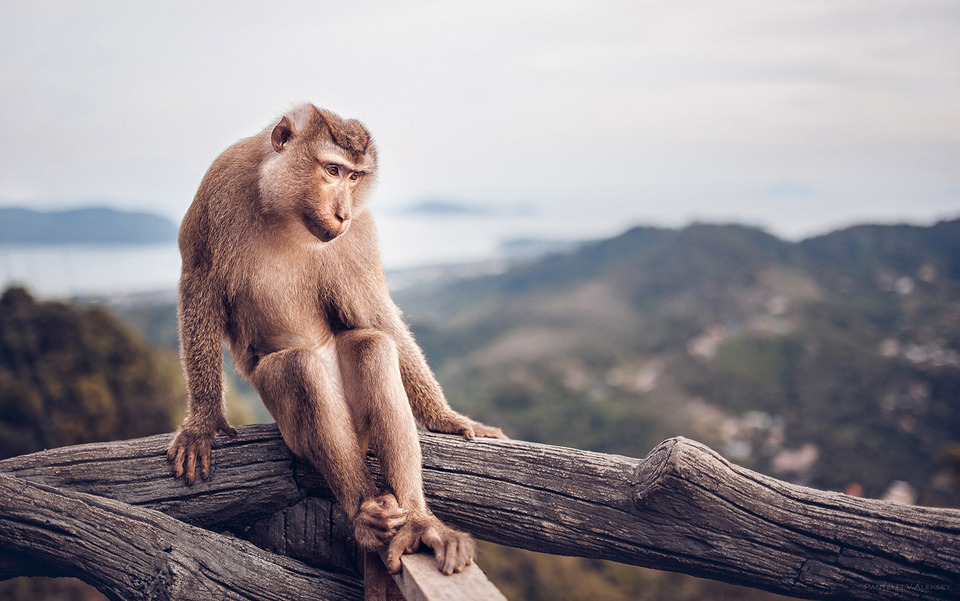 Monley-model sitting on a branch