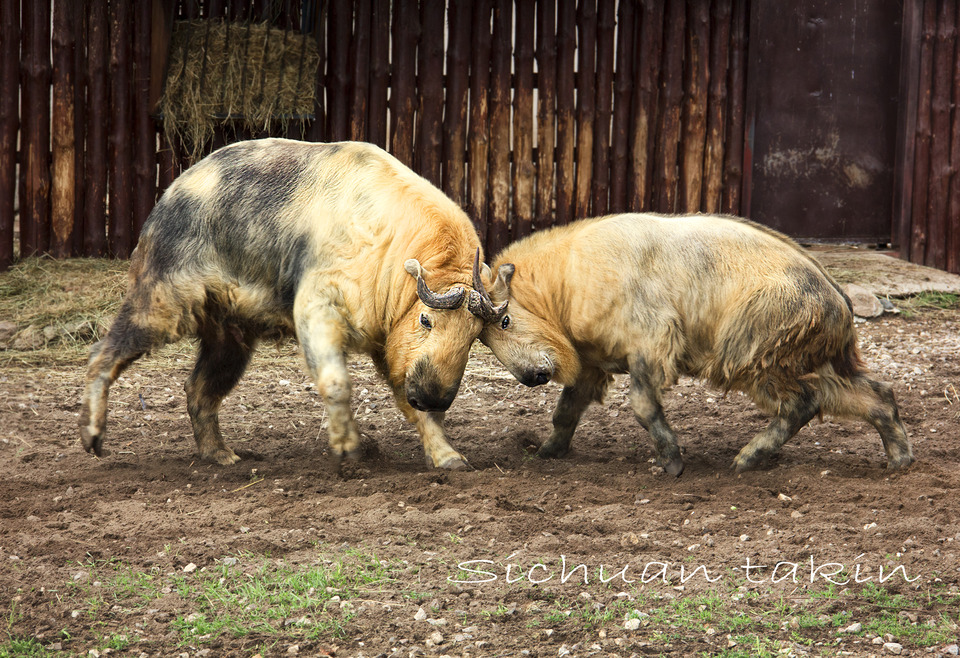 Fighting Sichuan Takins