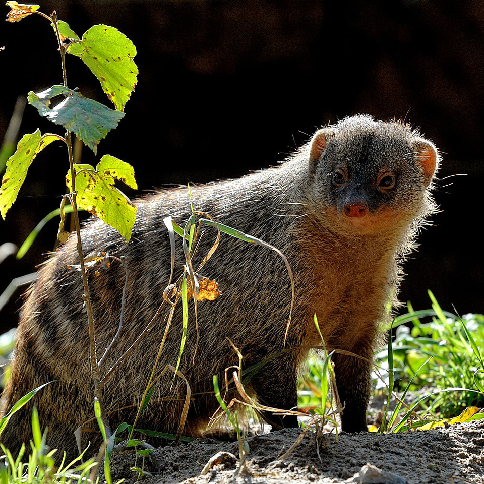 Fluffy suricate