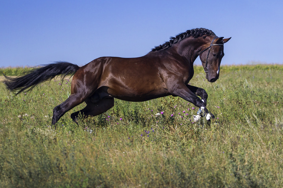 Beautiful horse running through the grass