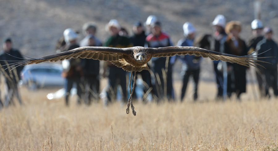 Falconry