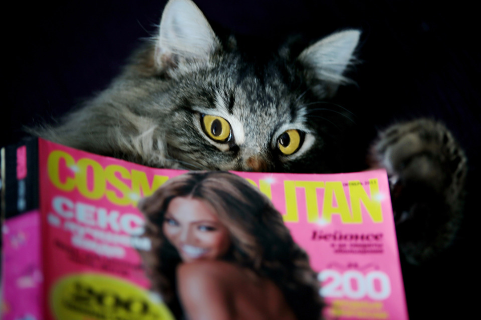 Fluffy cat reads Cosmopolitan