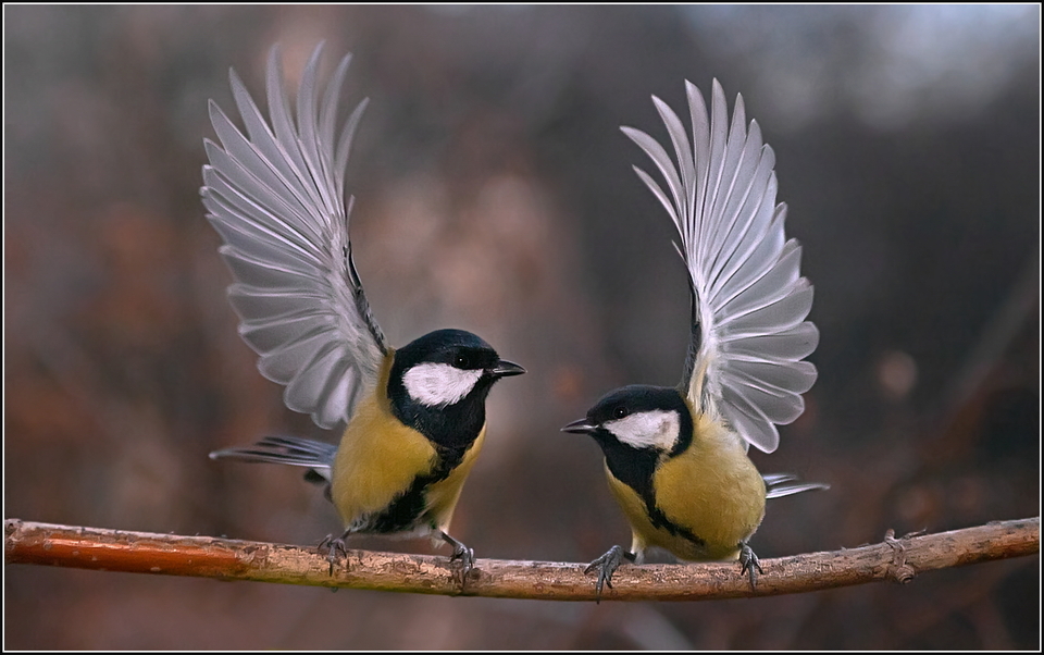 Two little birdies dancing