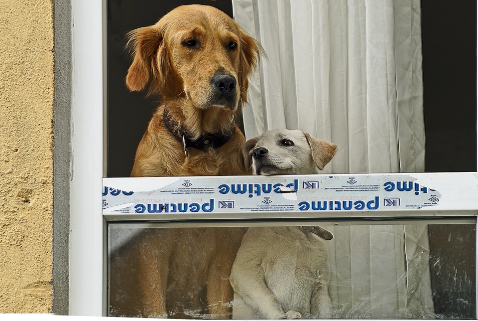 Two dogs are waiting for the owner