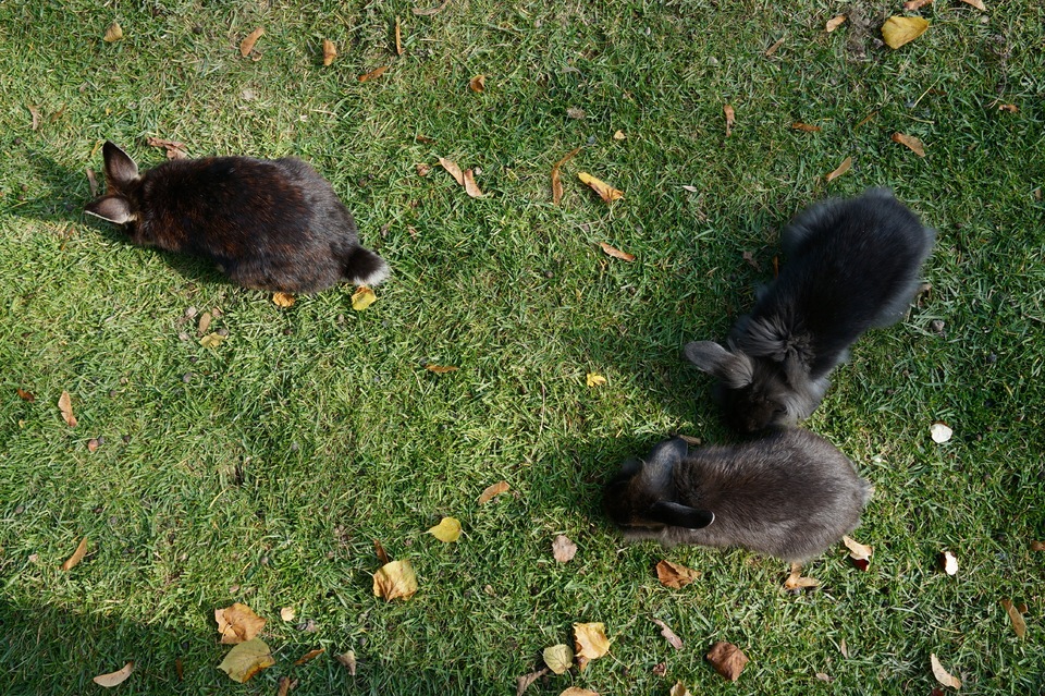 Three little black rabbits