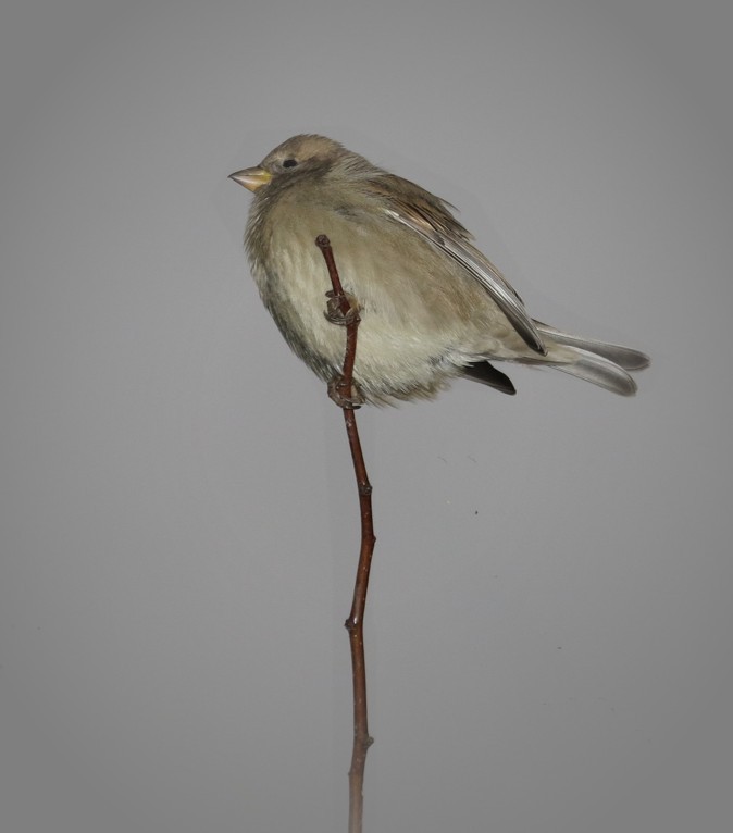 Sparrow on a branch