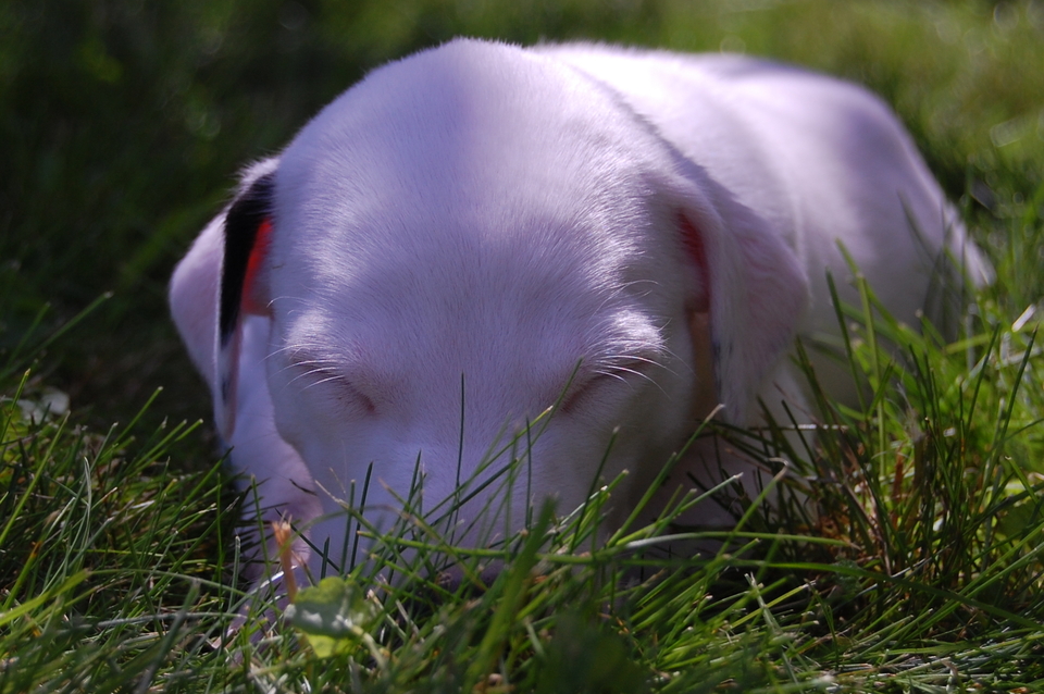 Sleeping puppy