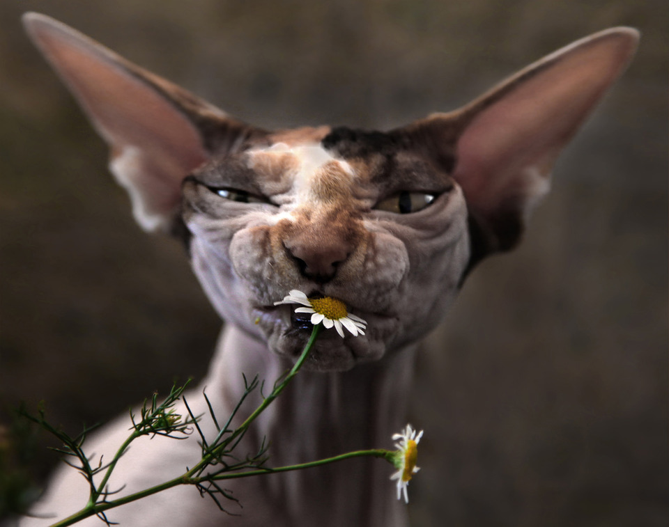 Ugly cat eating camomile