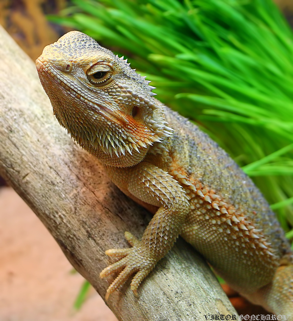 Beautiful iguana