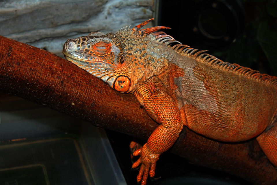 Sleeping monitor lizard