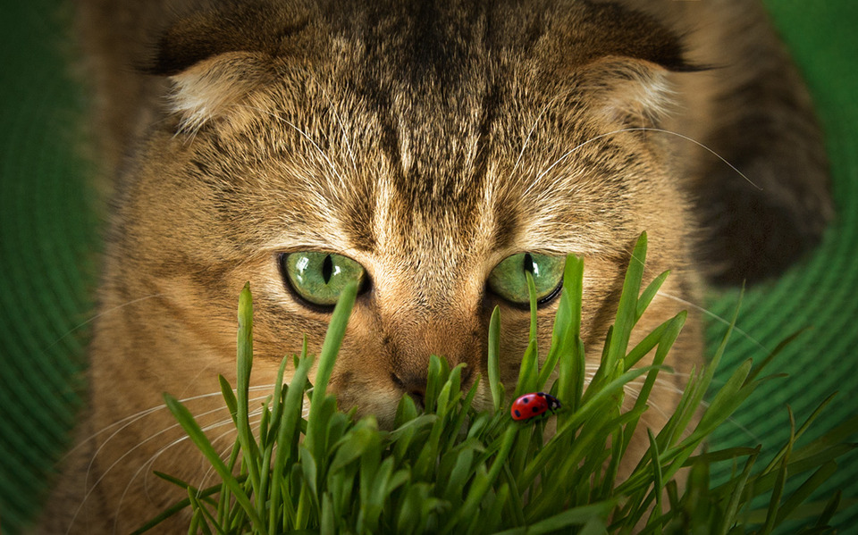 Cute watching cat and ladybird