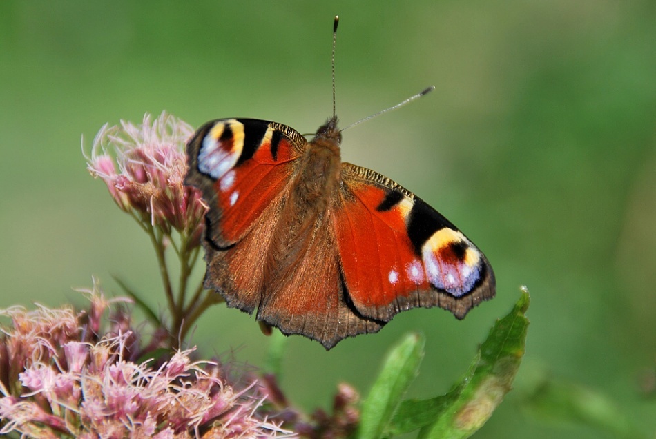 Colorful butterfly