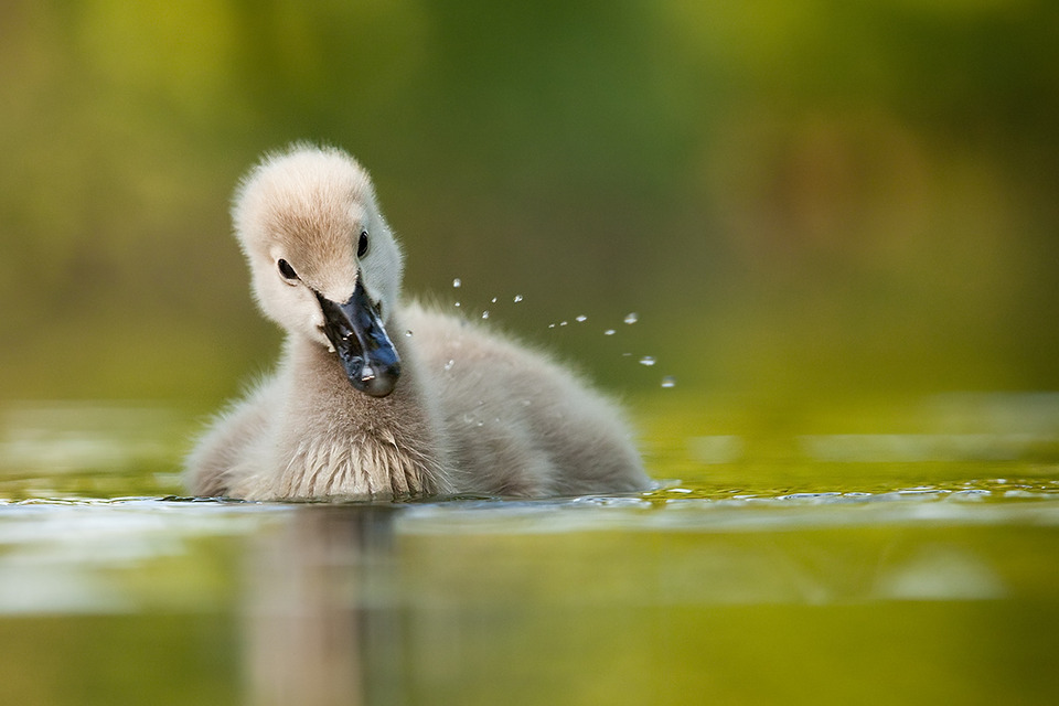 Cute little black swan