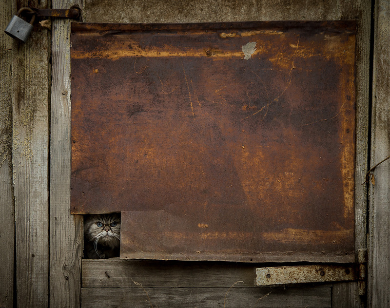 Cat in the hole of the door