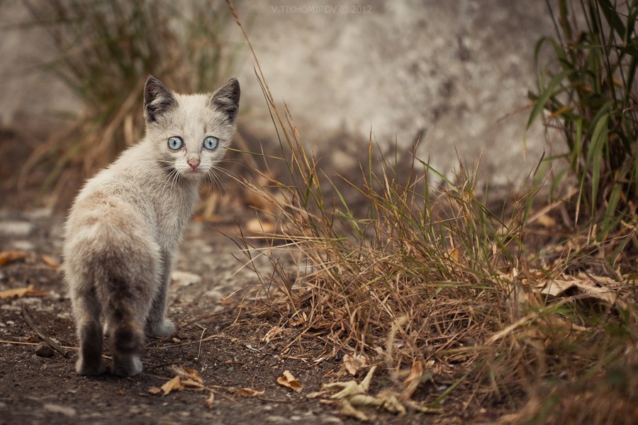 Cute cub lost in the garden