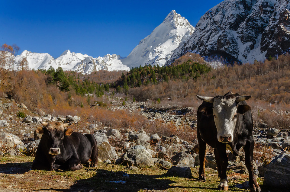 Two grazing cows