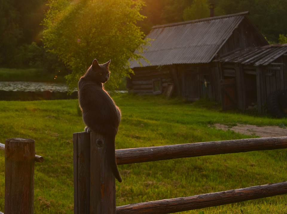 Cat sitting on a fence