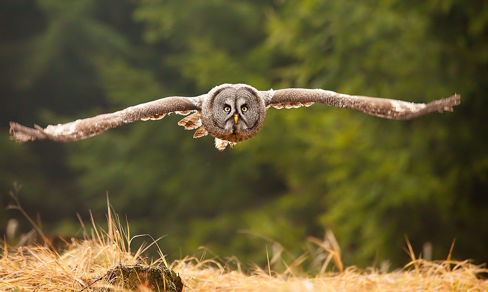 Great grey owl