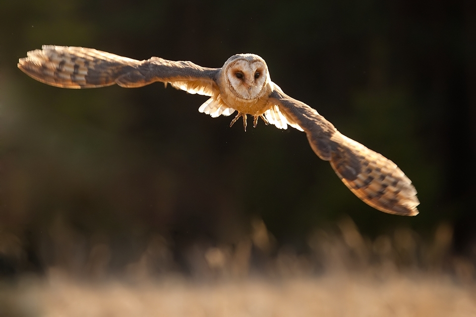 Flying screech-owl | Animals photos