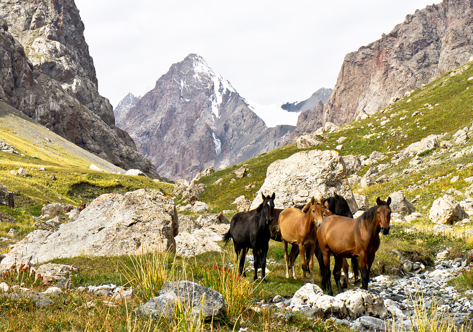 Grazing horses, Kirghizia