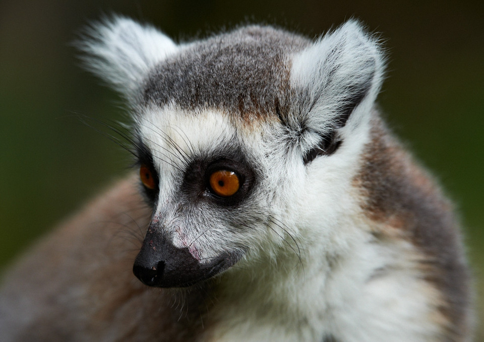 Ring-tailed lemur