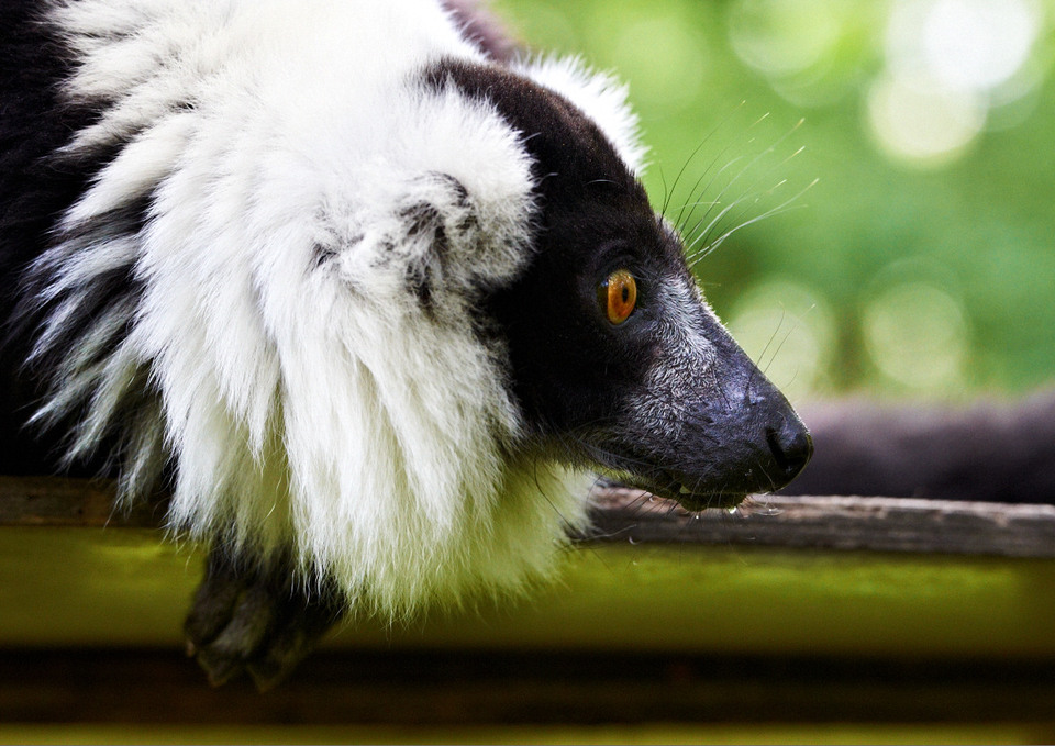 Black-and-white ruffed lemur