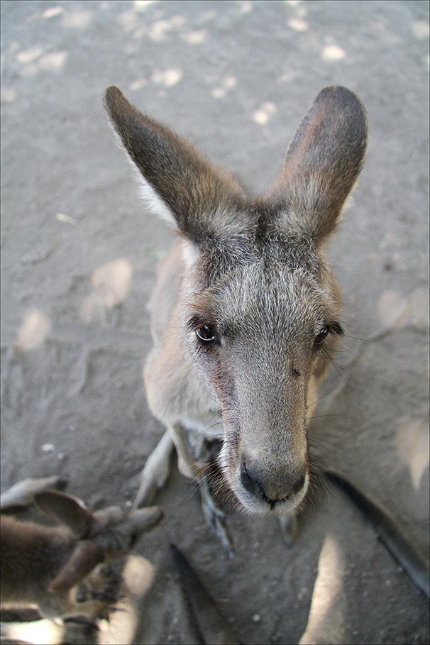 Asking kangaroo