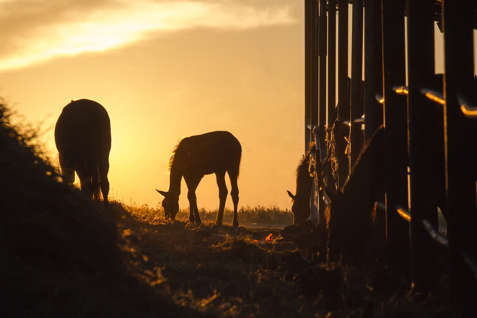 Horses, at dawn