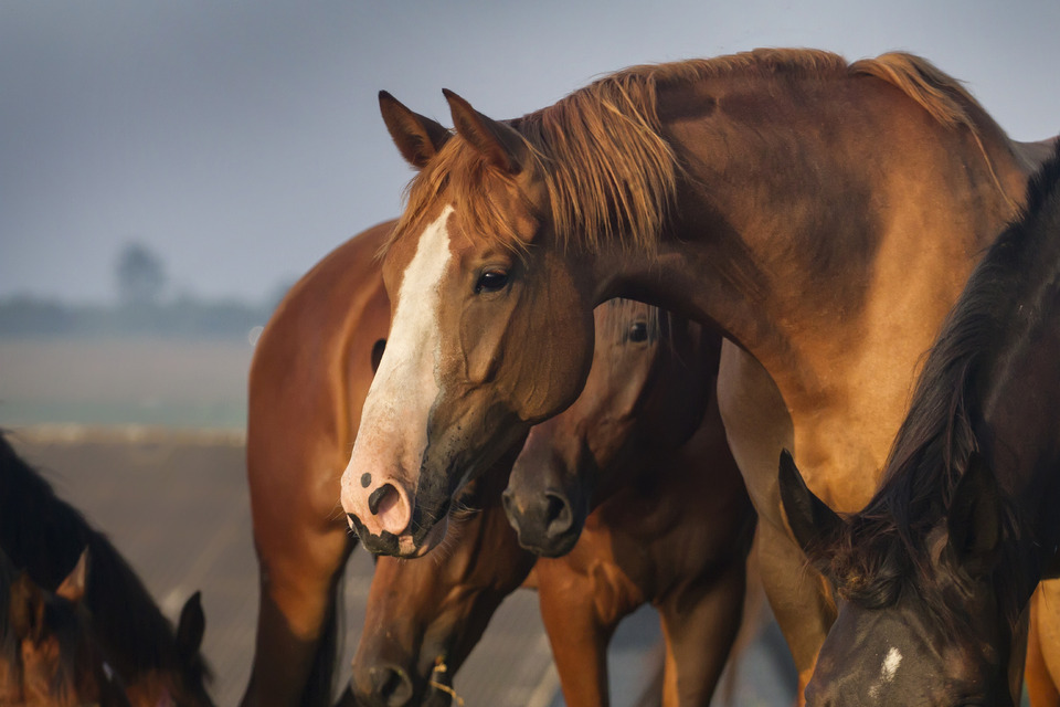 Horses at dawn