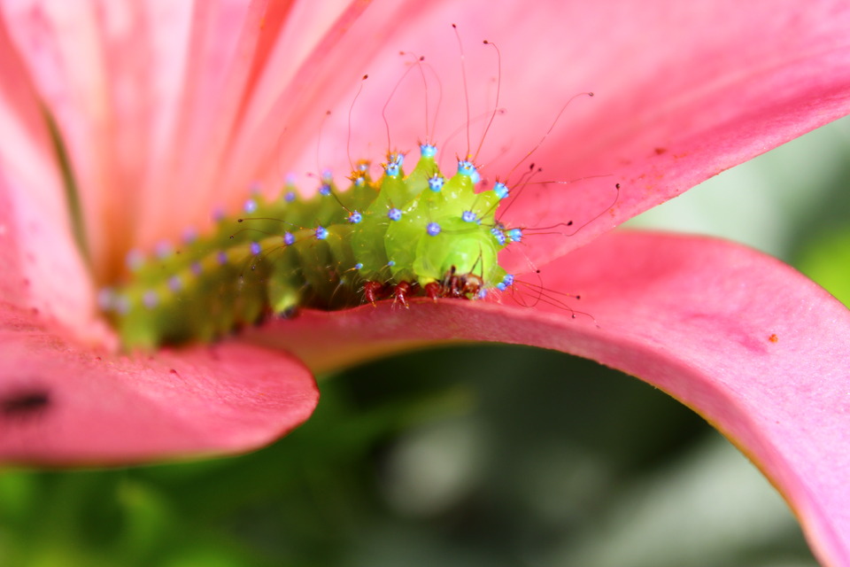 Green armyworm on a flower