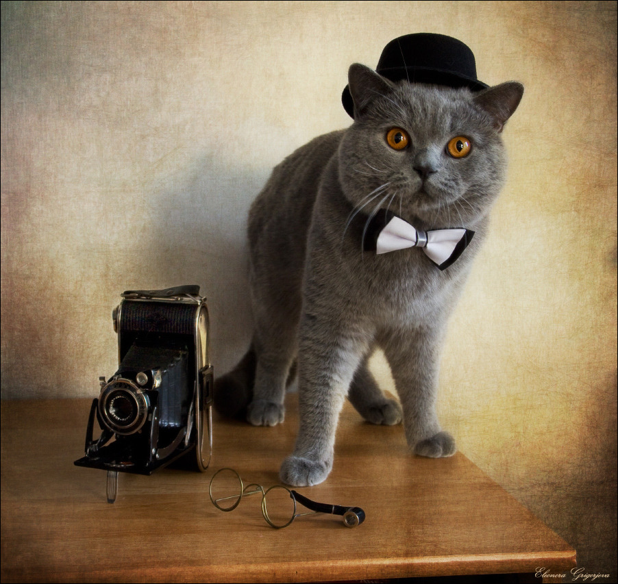 British Shorthair and old camera