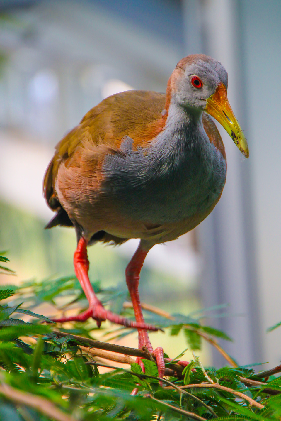 Proud bird