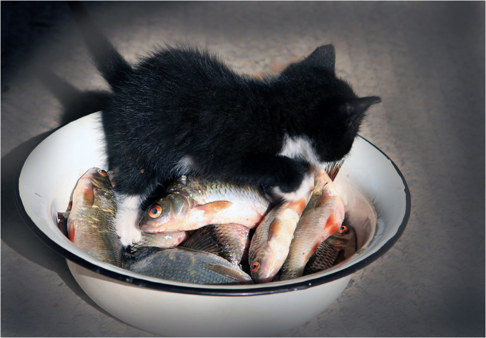 Little cat in the basin with fish