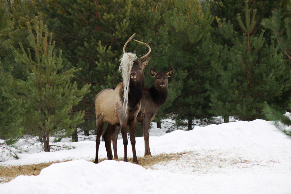 Two deers in the winter forest