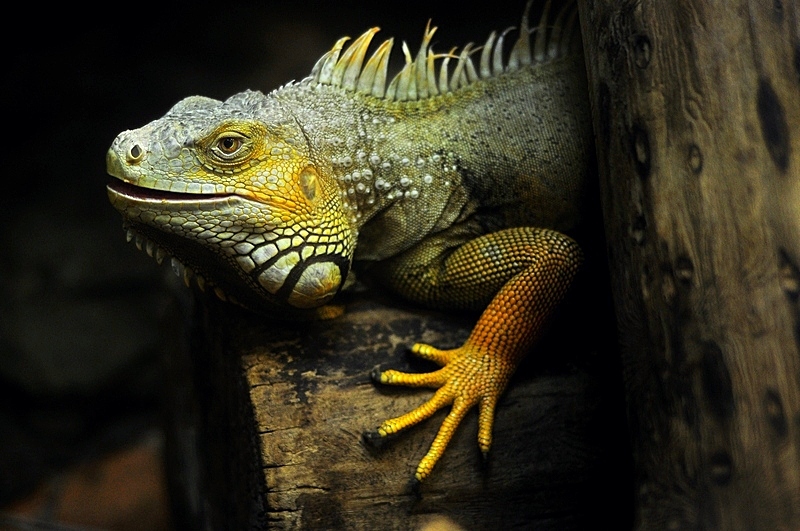 Iguana crawls along a tree body