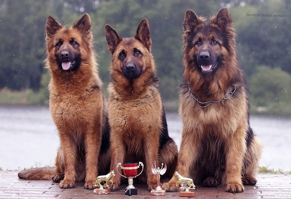 Dog show, Pushkino.