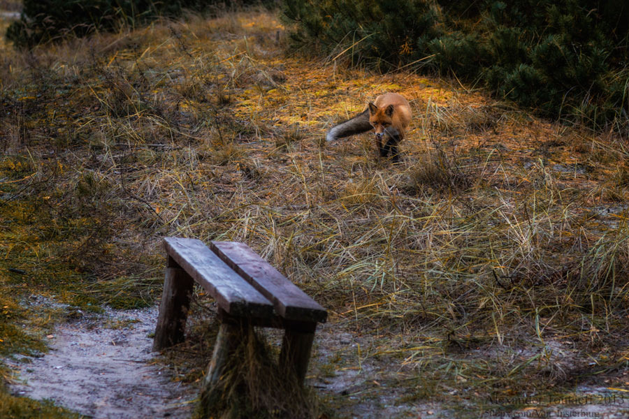 Little foxue hunting in the park