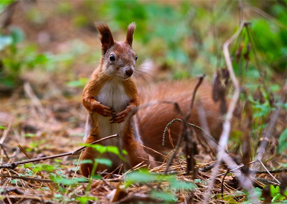 Cute squirrel