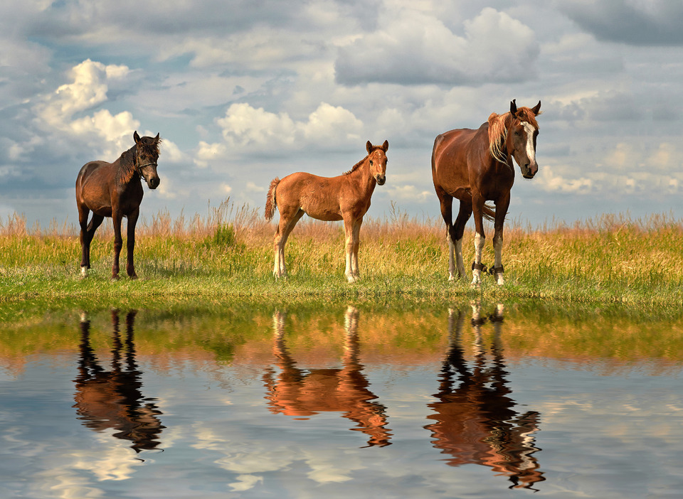 Horses