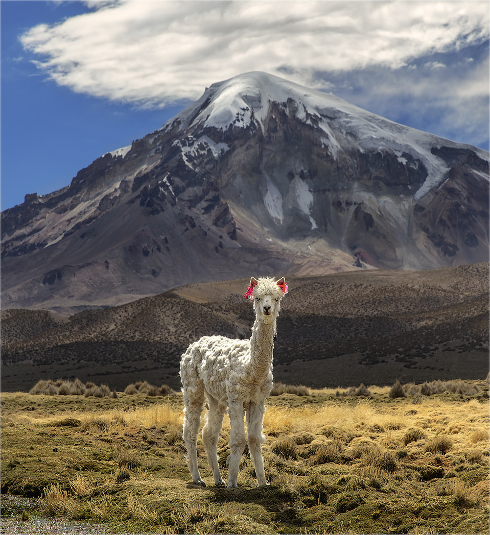 White alpaca near volcano Sajama