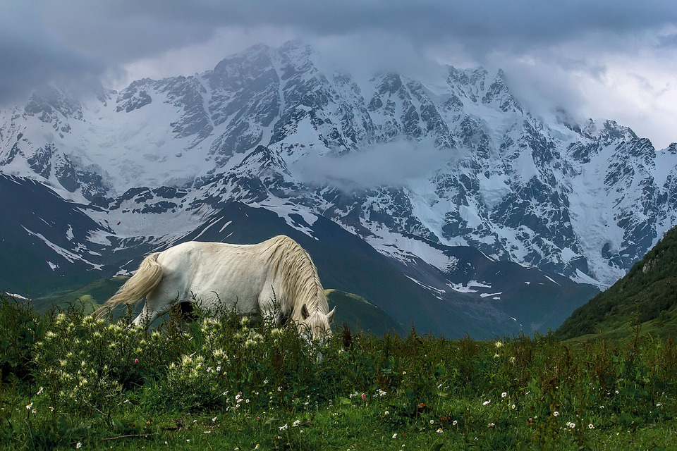 Horse eating grass on a pasture