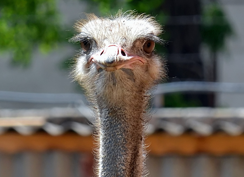 Ostrich