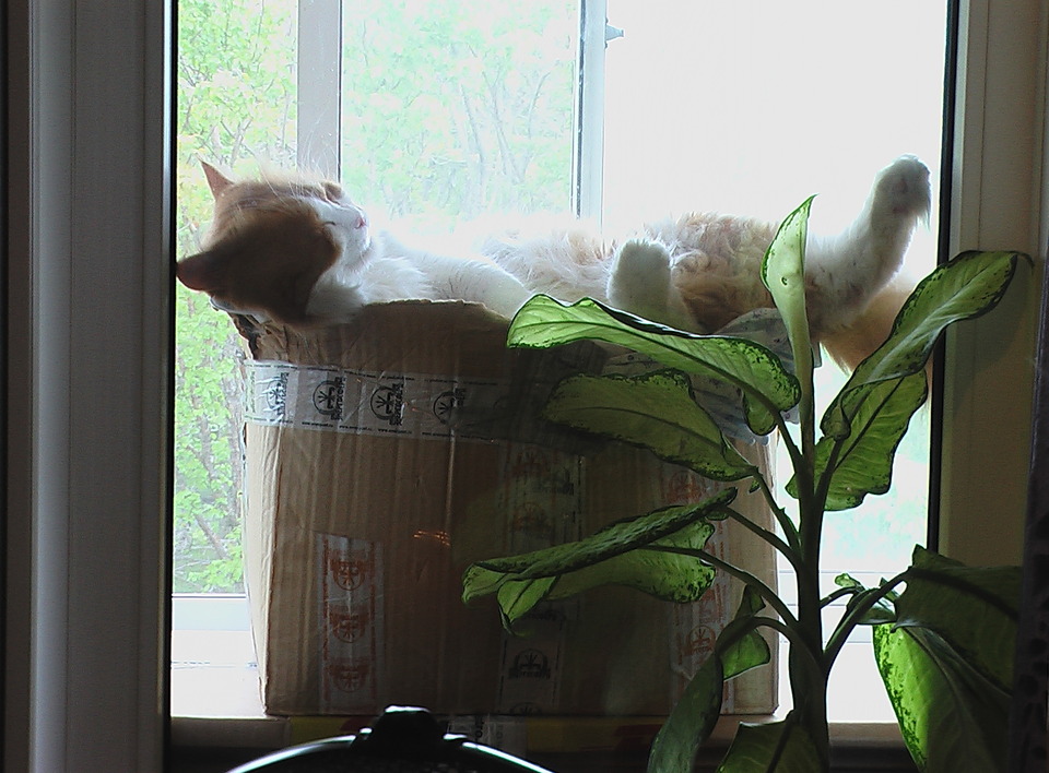 Cute cat sleepping in the box