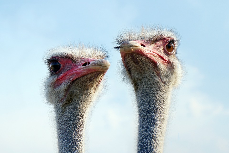 Two cute ostrichs