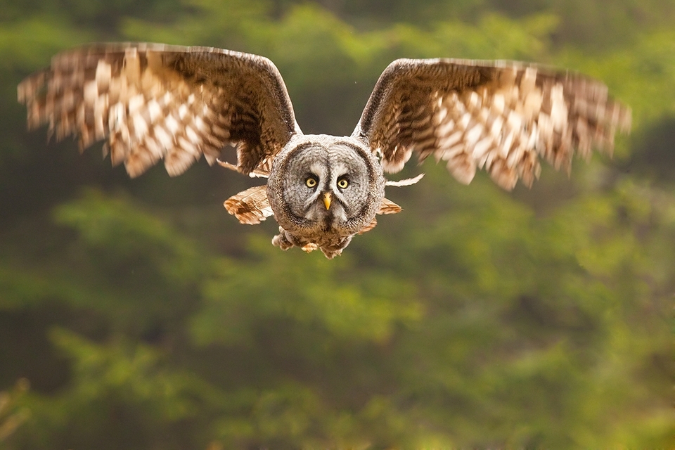 Flying tawny owl