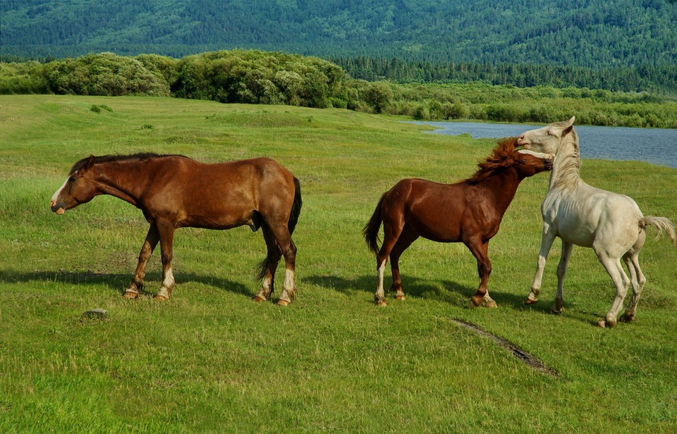 Playing horses