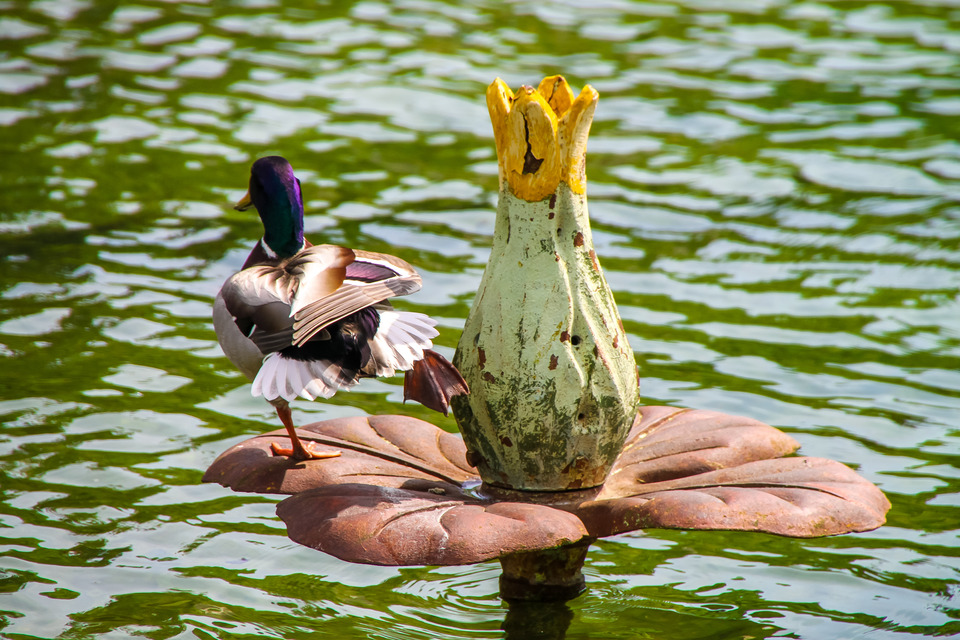 Colorful drake on the artificial lily