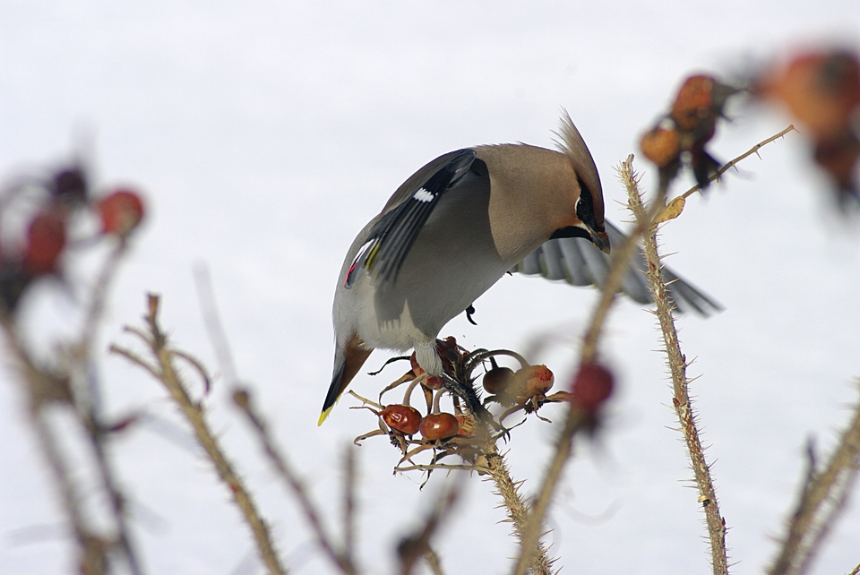 The bird eats briar