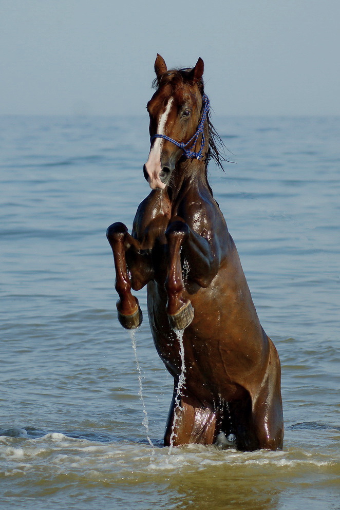 A horse rears in water