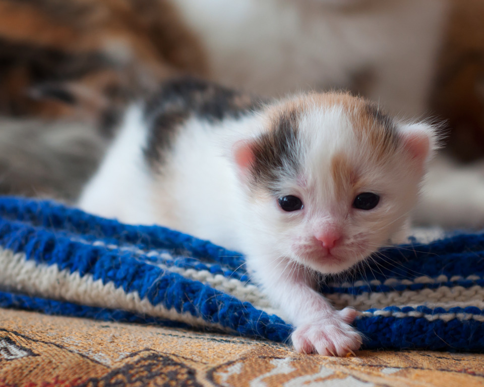 First steps of a little kitten